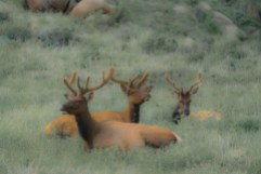 Three Elk - Rocky Mountain Park - Steve Bruno