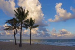 Three Palms - Fort Lauderdale - Steve Bruno