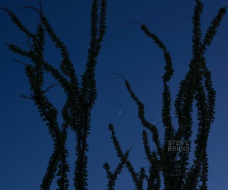 Crescent moon in the skies above an ocotillo plant in the Arizona desert by Steve Bruno