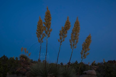Late season bloom of yucca plants, as twilight approaches, in the Arizona desert by Steve Bruno