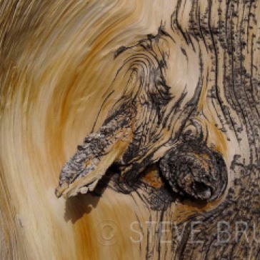 Bristlecone Pine Root Detail - Nevada - Steve Bruno