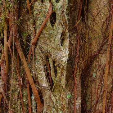 Entangled tree roots in Hawaii - Steve Bruno