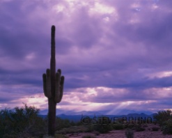 Saguaro Cactus, McDowell Mountain Park, Arizona
