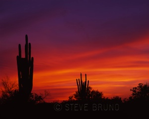 Two large saguaros at sunset, Arizona