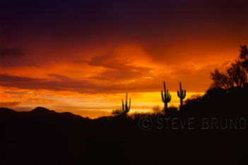 Three saguaro cacti at sunset, Arizona