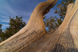 bristlecone pine nevada