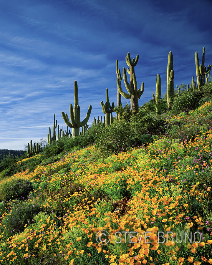 Saguaro, cactus, poppies, Arizona, desert, spring flowers, Steve Bruno