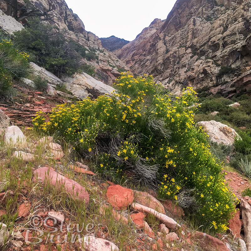 red rock canyon, nevada, spring flowers