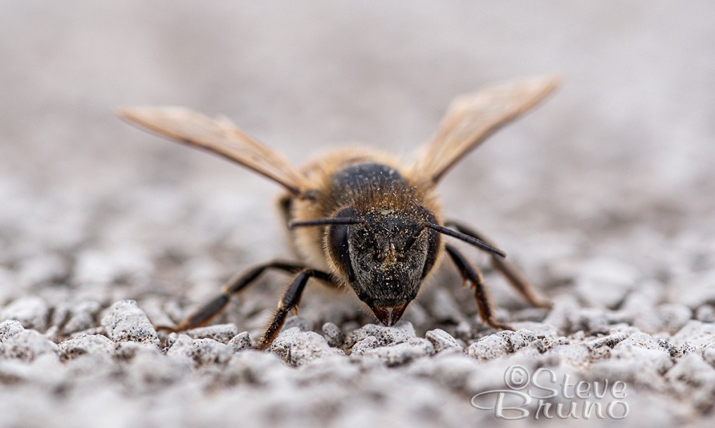 bees, pollinators, macro, Steve Bruno Photography