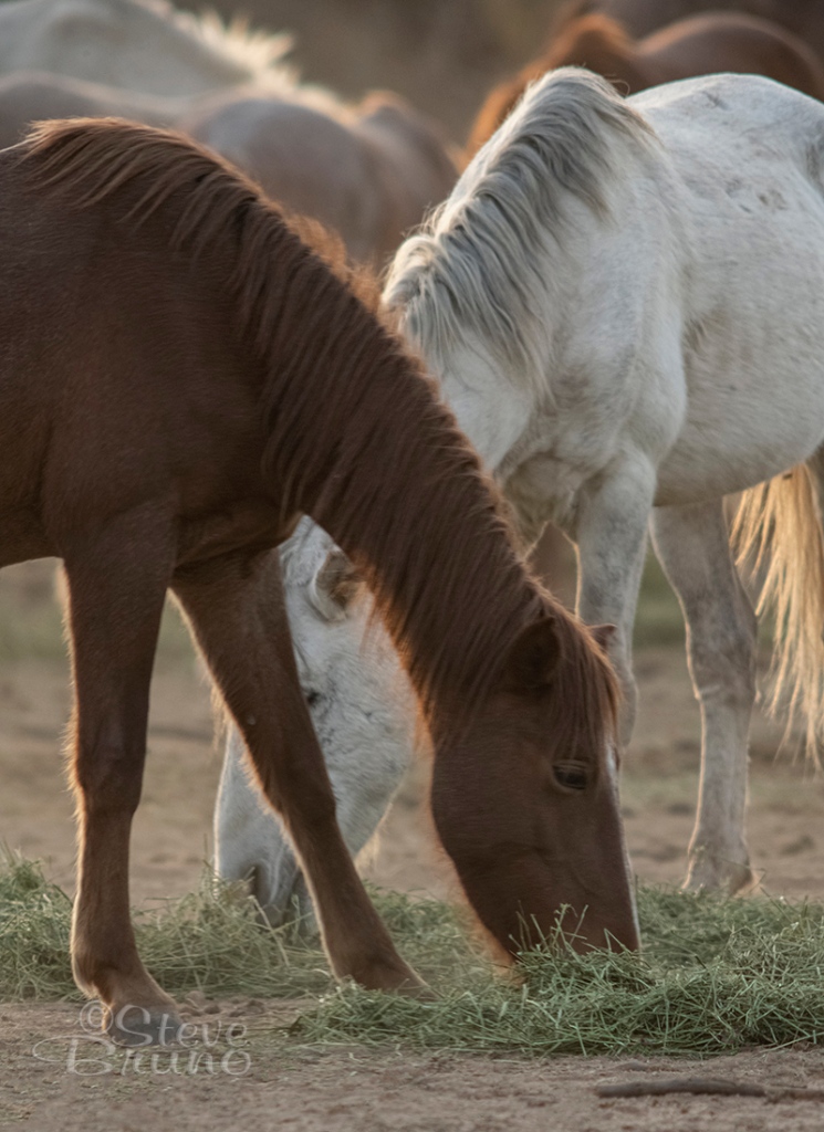 horses, Arizona, Salt River